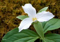 Large Flowered Trillium